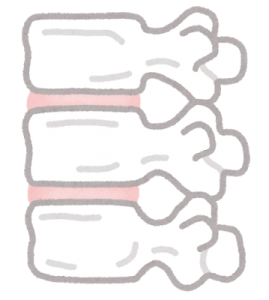 椎間板のイメージ図