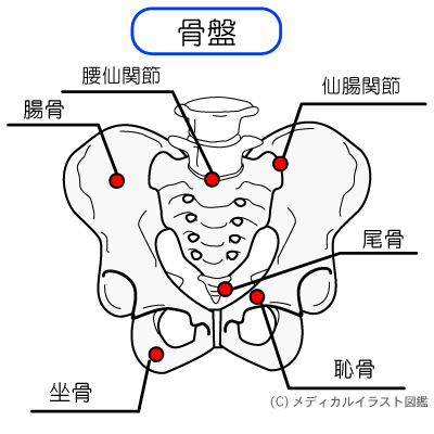 尾骨 どこ