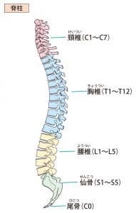 腰椎