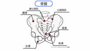 尾てい骨が痛い 6つの原因をチェック 中央カイロプラクティック院 堺